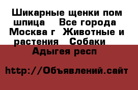 Шикарные щенки пом шпица  - Все города, Москва г. Животные и растения » Собаки   . Адыгея респ.